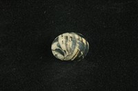 藏品(花斑蜑螺 )的圖片